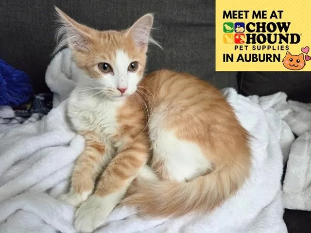 A baby small-sized female Domestic Short Hair cat named Cherry Blossom for adoption in Fort Wayne, IN