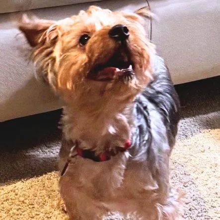 A young small-sized male Apricot / Beige Yorkshire Terrier dog named Chester for adoption in Boca Raton, FL