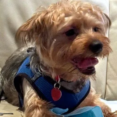 Chester thumbnail 3
