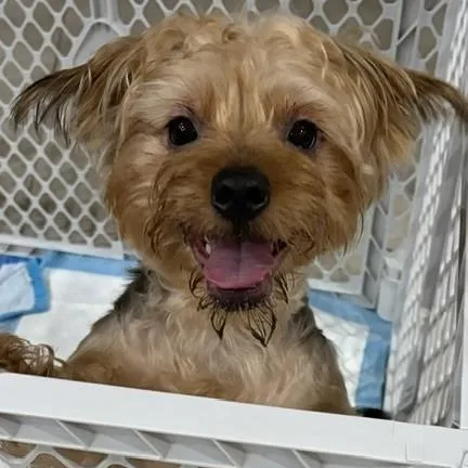 Chester thumbnail 4