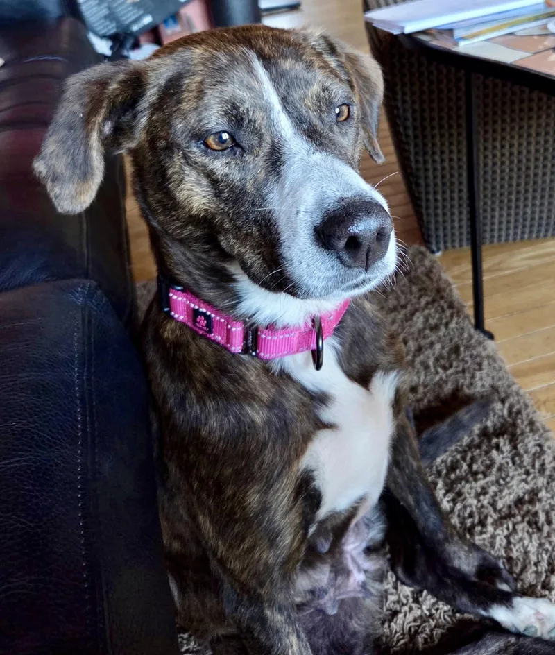 A young medium-sized female Hound dog named Anastasia for adoption in Copiague, NY
