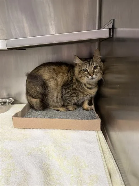 A young large-sized female Domestic Medium Hair cat named A for adoption in Pasadena, TX