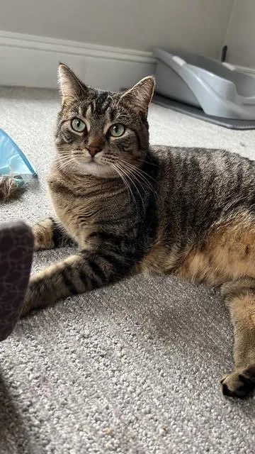 A young medium-sized female Domestic Short Hair cat named Mommy for adoption in Minneapolis, MN