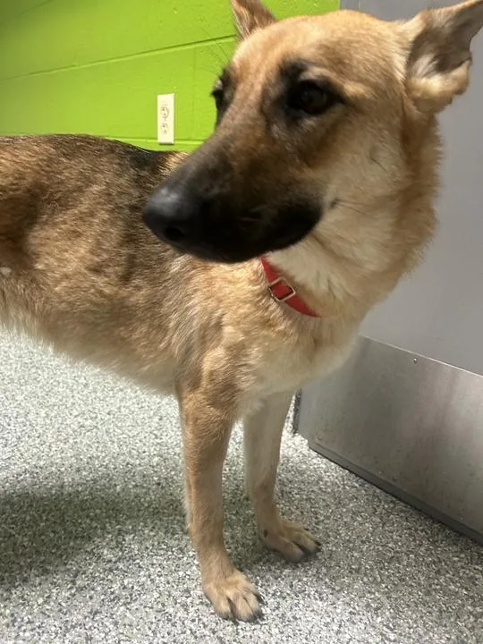 A young large-sized female German Shepherd Dog dog named Nora for adoption in Jackson, MI