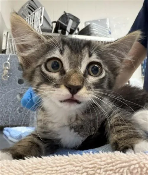 A baby small-sized male Domestic Short Hair cat named Freddy for adoption in Naples, FL