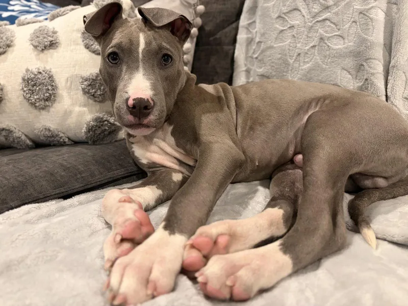 A young medium-sized male Pit Bull Terrier dog named Mr. Spiffy for adoption in Forest Hill, MD
