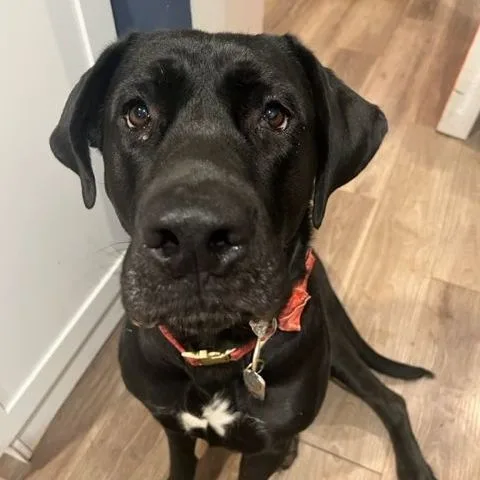 Hella Jane thumbnail 3