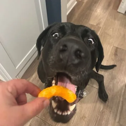 Hella Jane thumbnail 6