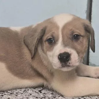 A baby small-sized female White / Cream Anatolian Shepherd dog named Hilary Duff for adoption in Austin, TX