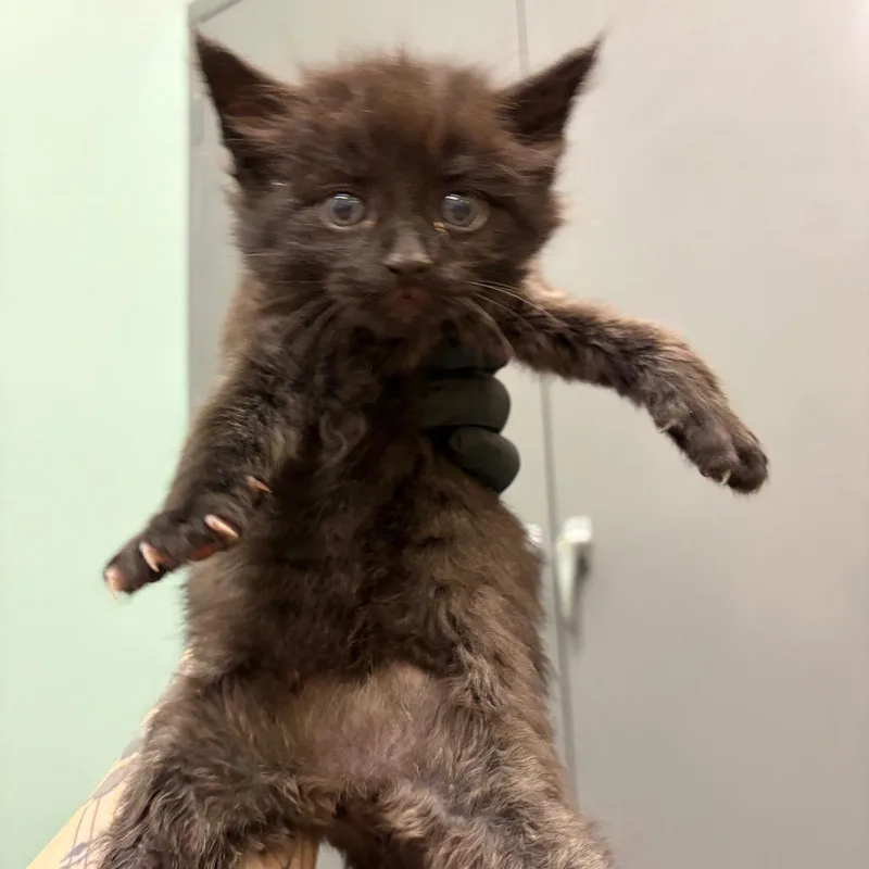 Mr. Cuddles