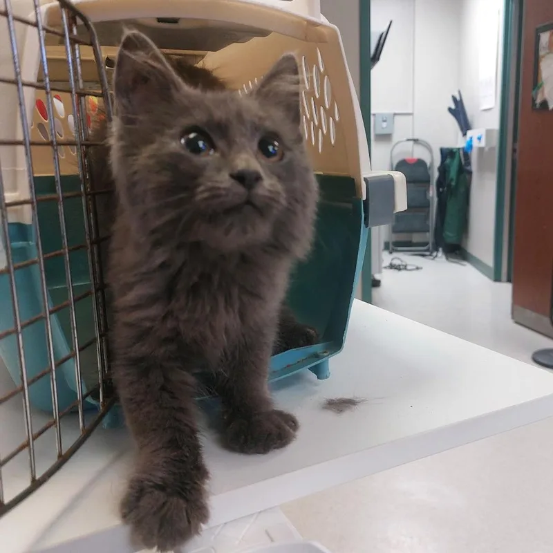 A baby small-sized male Domestic Medium Hair cat named Berny for adoption in Indianapolis, IN