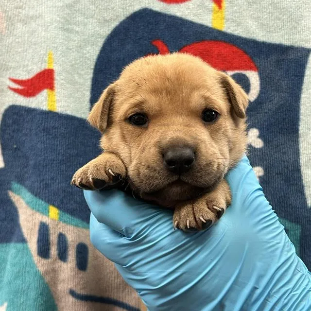 A baby small-sized female Labrador Retriever dog named Chutney for adoption in San Antonio, TX