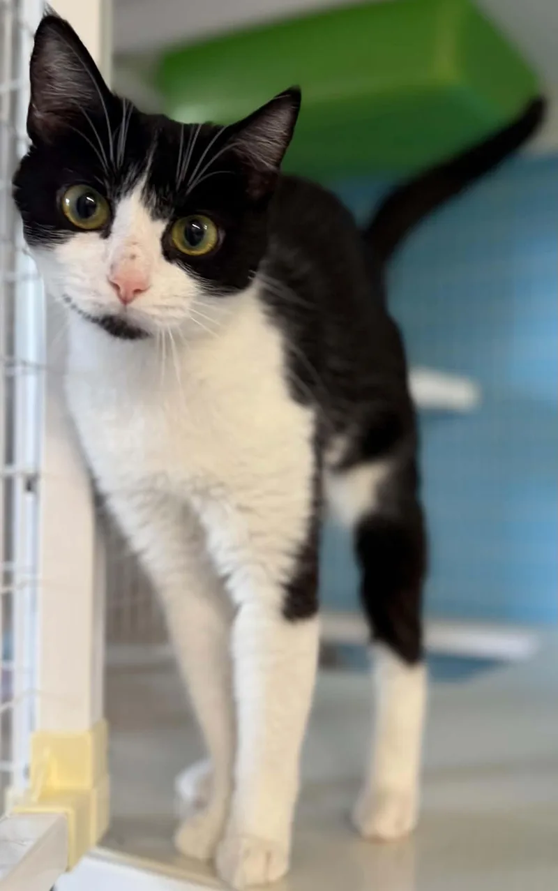 A young medium-sized female Domestic Short Hair cat named Sour Patch for adoption in Claremont, NH