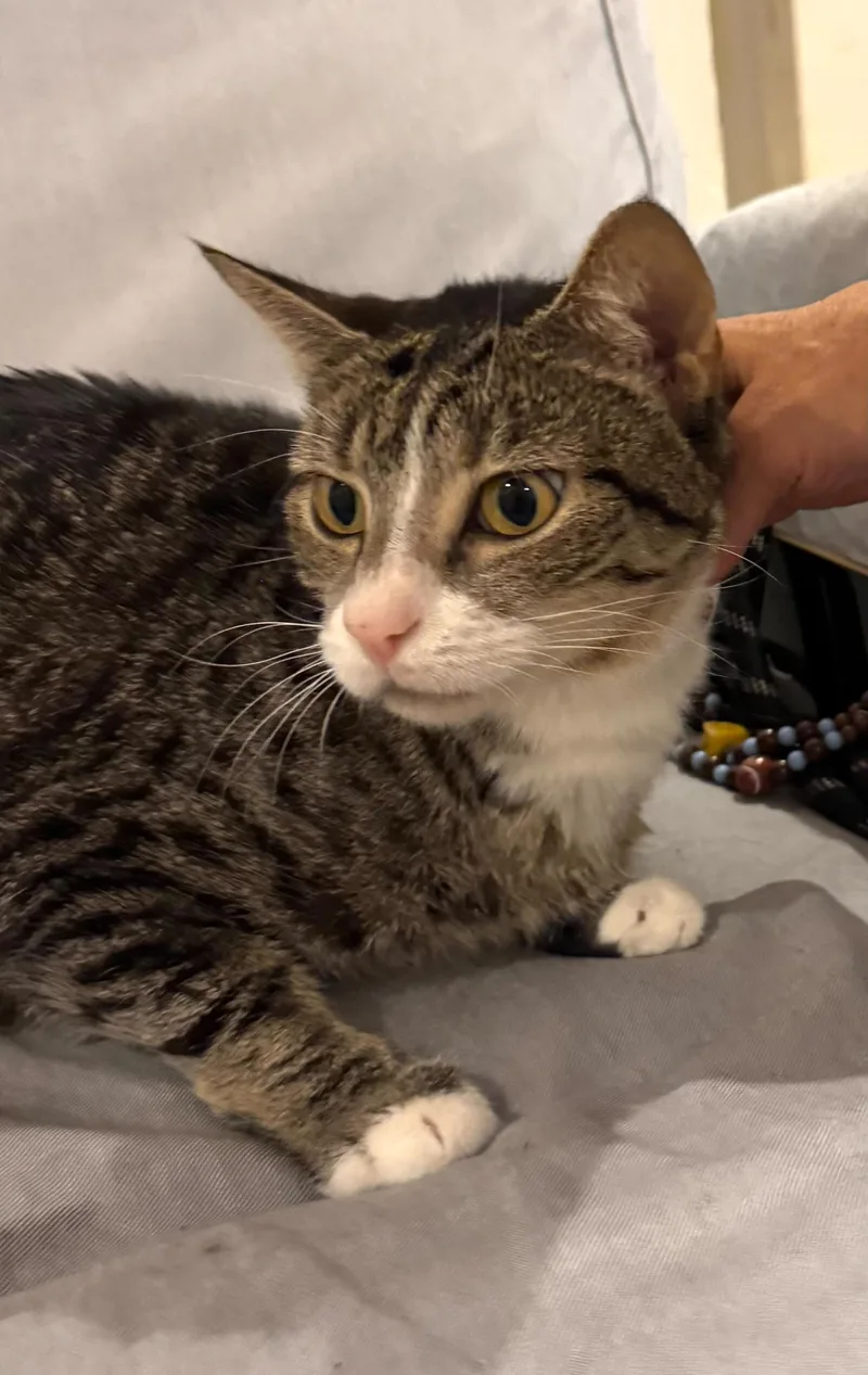 An adult medium-sized female Tabby (Brown / Chocolate) Domestic Short Hair cat named Ivy for adoption in New York, NY