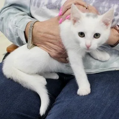 A baby small-sized female White Domestic Short Hair cat named Ruth for adoption in Birmingham, AL