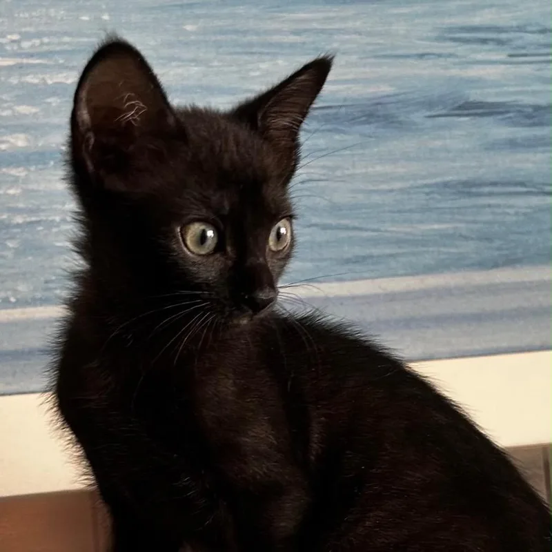 A baby small-sized female Black Domestic Short Hair cat named Rose for adoption in Lauderhill, FL