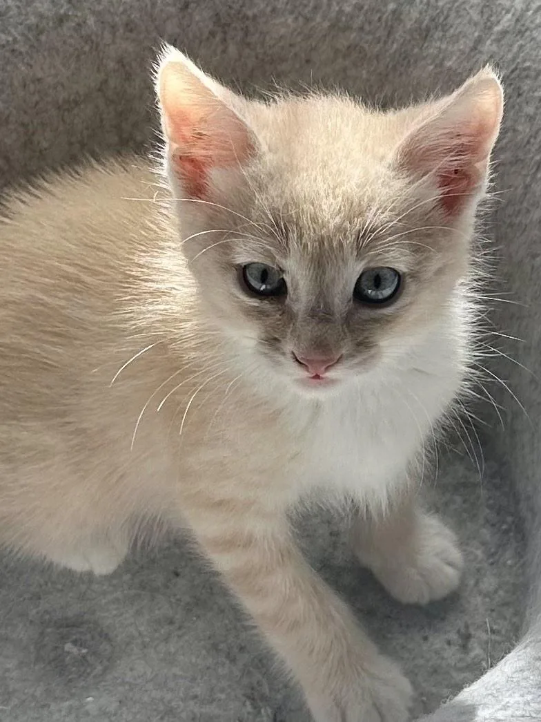 A baby medium-sized male Tabby (Orange / Red) Tabby cat named Edgar for adoption in Monrovia , CA