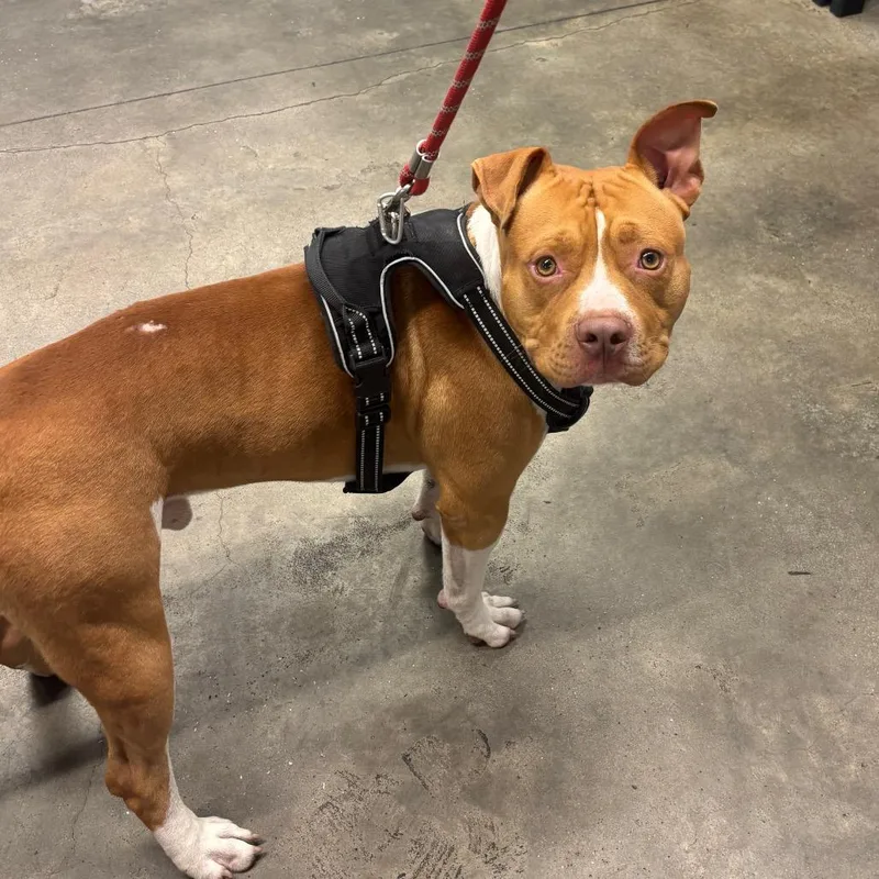 An adult medium-sized male Yellow / Tan / Blond / Fawn Terrier dog named Hank for adoption in Tampa, FL