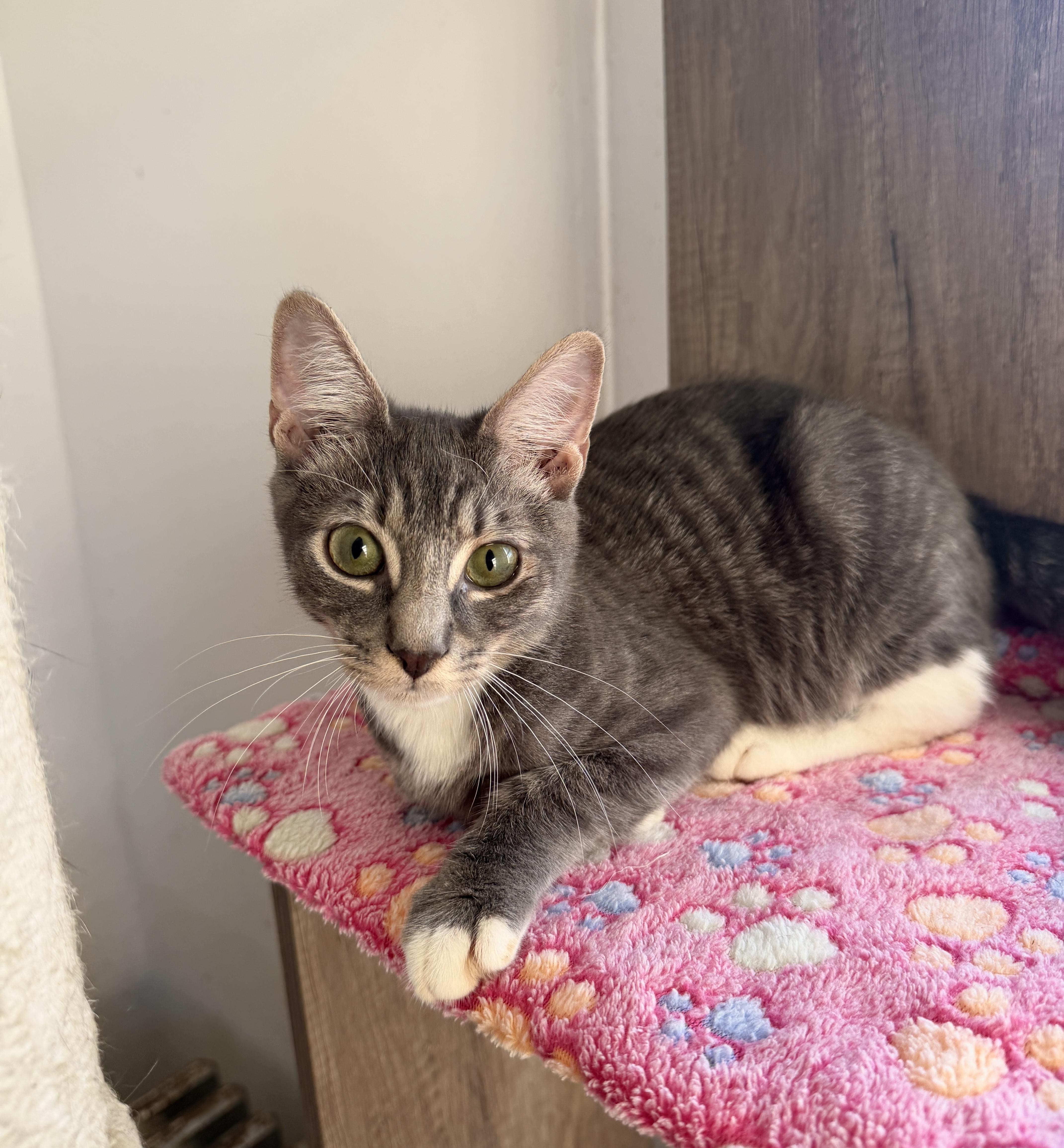 A baby medium-sized male Tabby (Gray / Blue / Silver) Domestic Short Hair cat named Goose for adoption in New York, NY