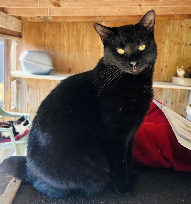 Isabelle thumbnail 2