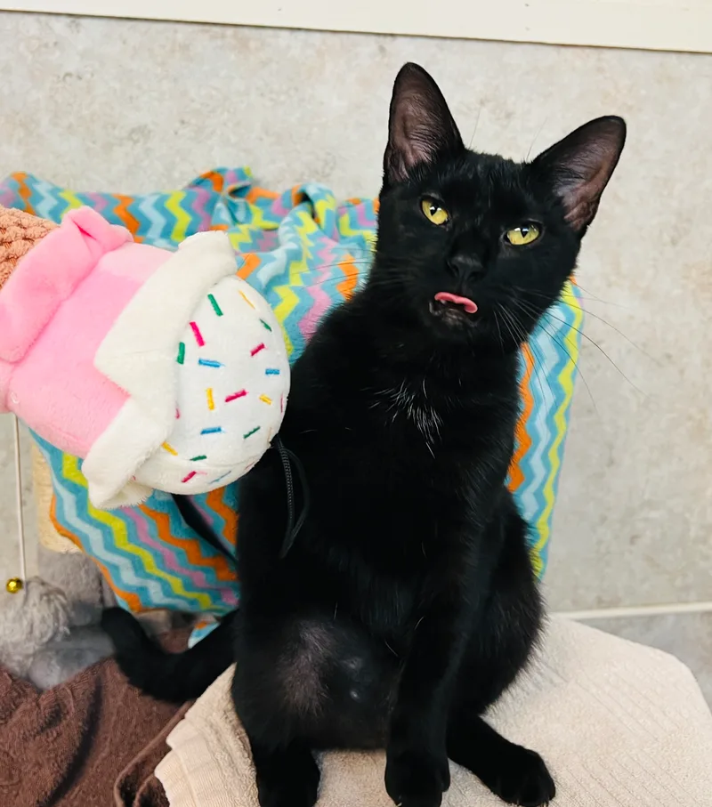 Isabelle thumbnail 3