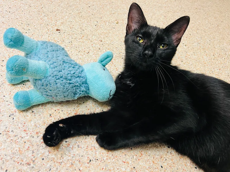 Isabelle thumbnail 4