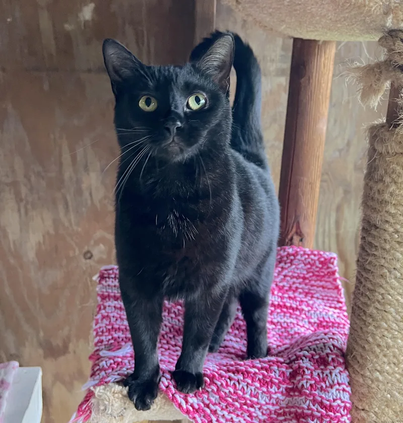 Isabelle thumbnail 5