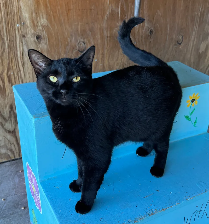 Isabelle thumbnail 6