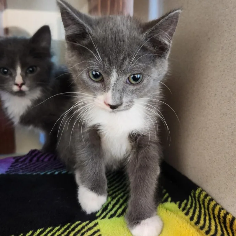 A baby small-sized female Gray / Blue / Silver Domestic Short Hair cat named Eclipse for adoption in Reno, NV