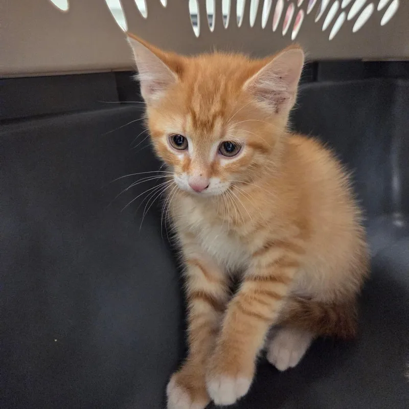 A baby small-sized male Orange / Red Domestic Short Hair cat named Kronos for adoption in Chattanooga, TN