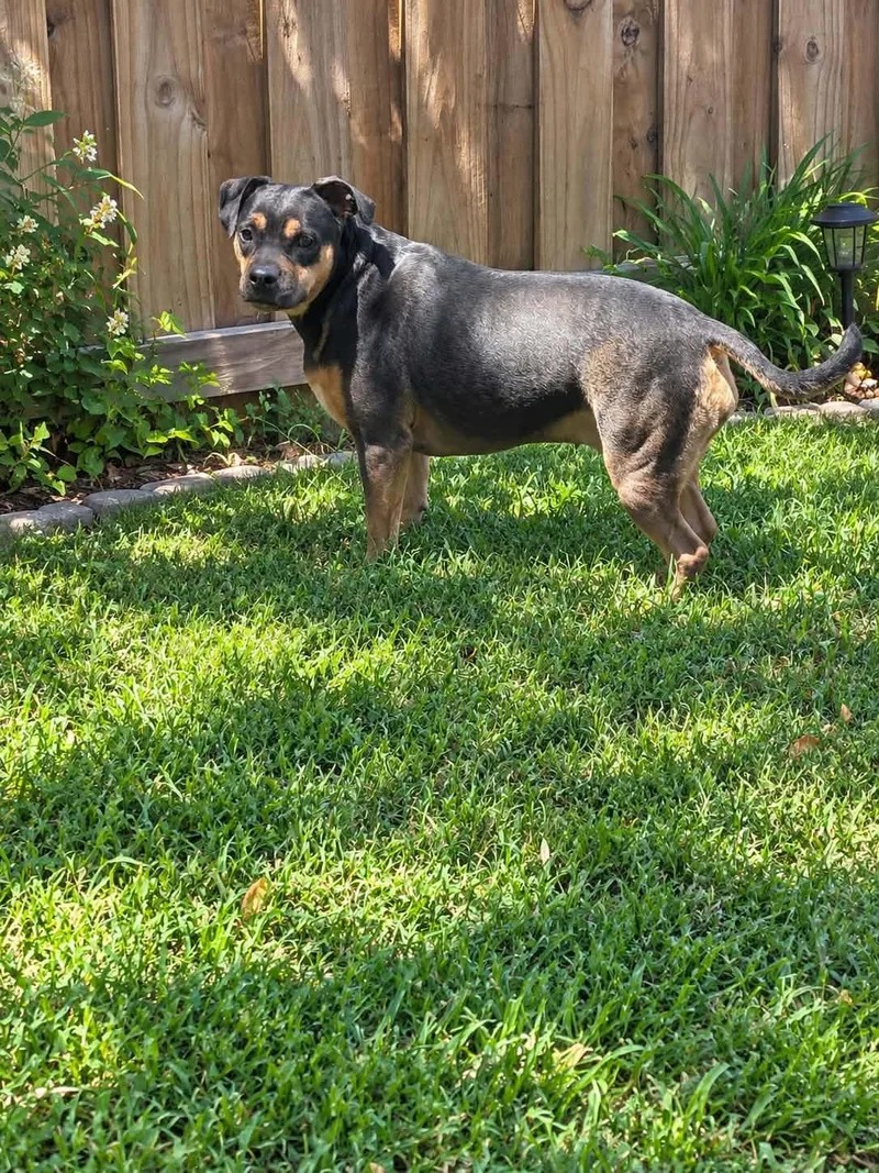An adult medium-sized female Black Mouth Cur dog named Raylynn for adoption in Winter haven, FL