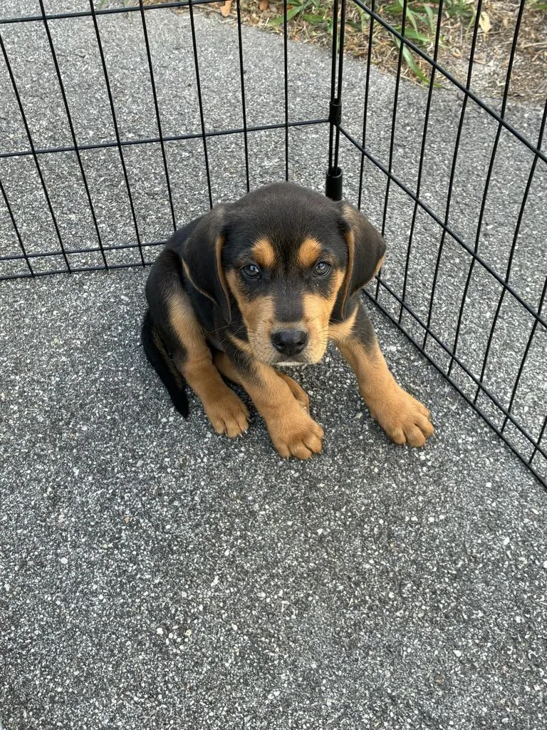 A baby medium-sized male Mixed Breed dog named Alphonso for adoption in Florence, SC
