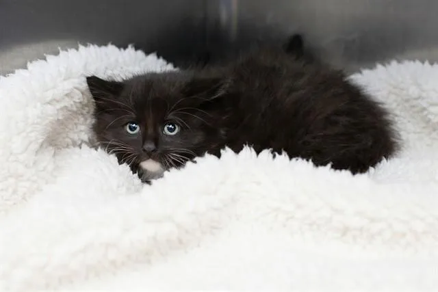 A baby small-sized female Domestic Short Hair cat named Allegra for adoption in Belleville, IL