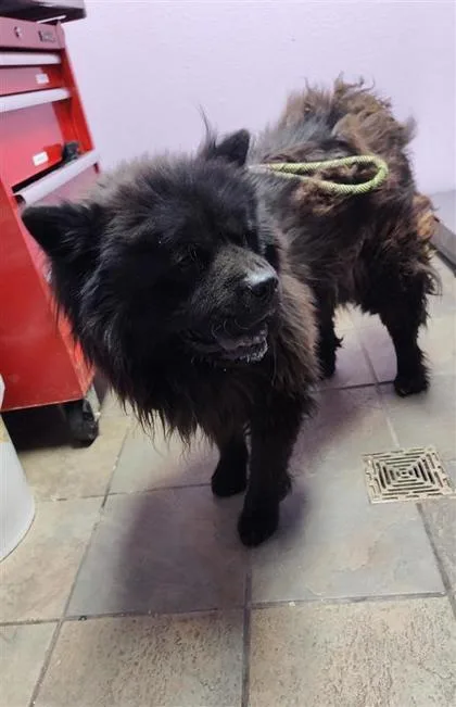 An adult large-sized male Black Chow Chow dog named Goodluck Bear for adoption in El Paso, TX