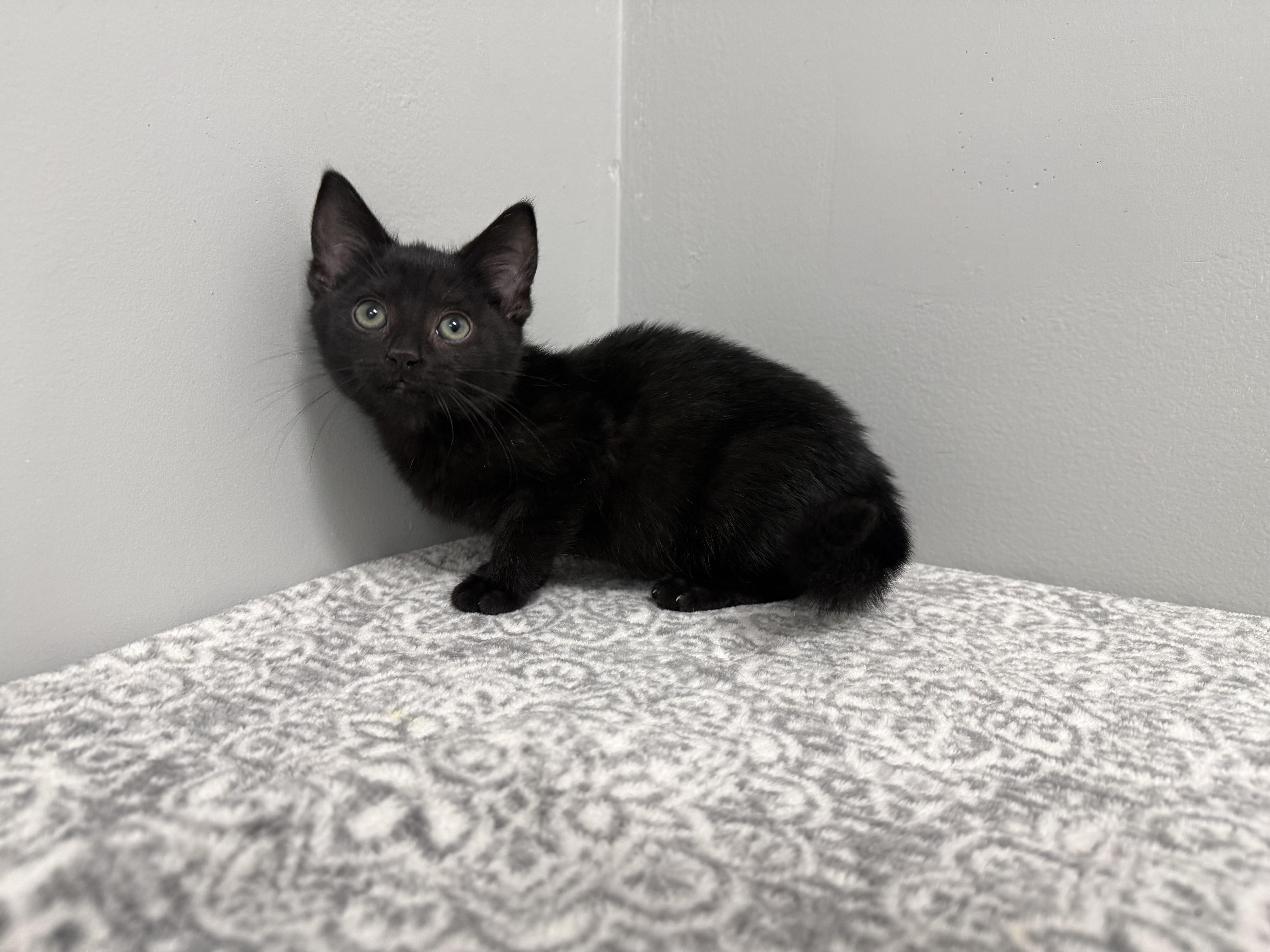 A baby medium-sized female Black Domestic Short Hair cat named Spark for adoption in Frankfort, IN