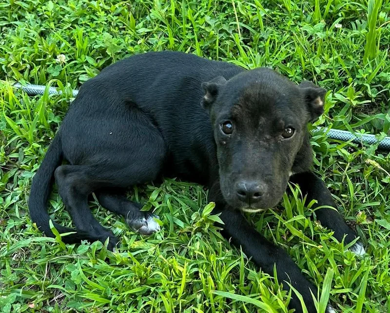 A baby medium-sized male Black Boxer dog named Toby for adoption in Paris, KY