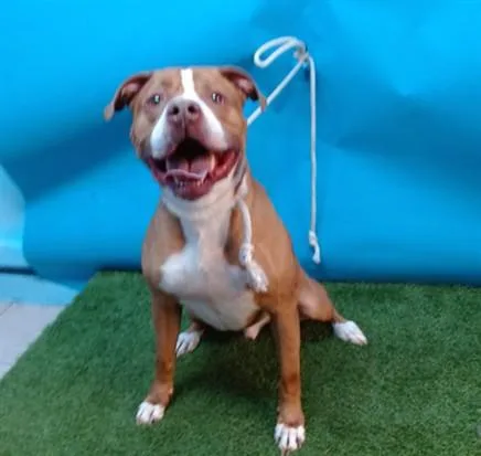An adult large-sized male Pit Bull Terrier dog named Tanner for adoption in Gardena, CA