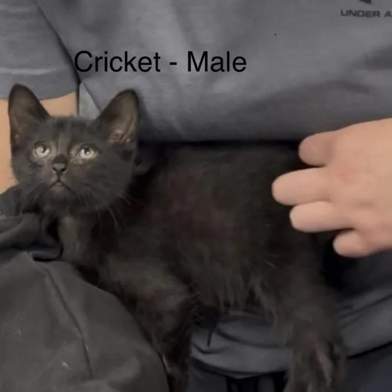 A baby small-sized male Black Domestic Long Hair cat named Beetle for adoption in Collinsville , OK