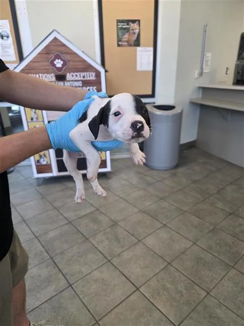 A baby small-sized male Hound dog named Snoopy for adoption in San Antonio, TX