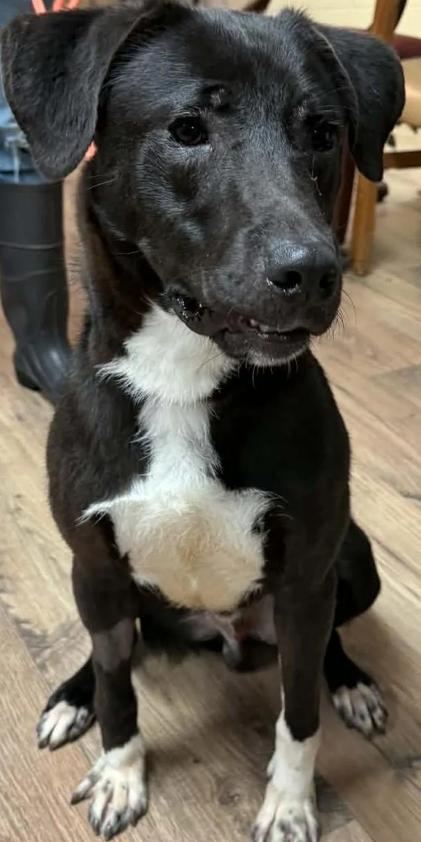 An adult medium-sized male Black Labrador Retriever dog named Wallie for adoption in Baxter, KY