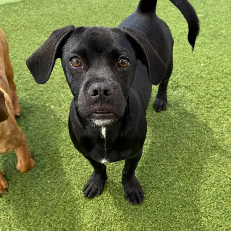 A young small-sized male Black Dachshund dog named Buddy for adoption in LOXAHATCHEE, FL
