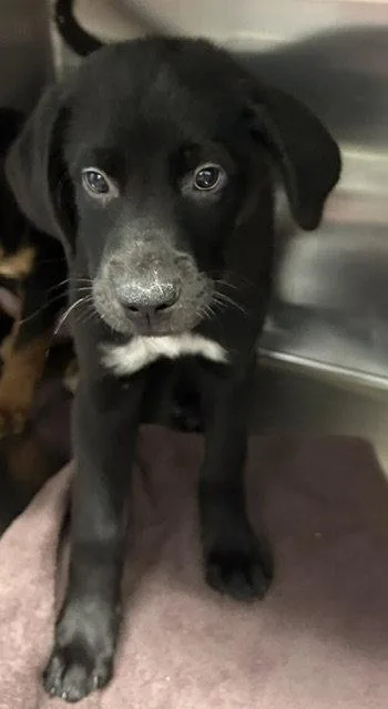 A young medium-sized male Rottweiler dog named Rocky  weeks Male for adoption in Sterling, MA