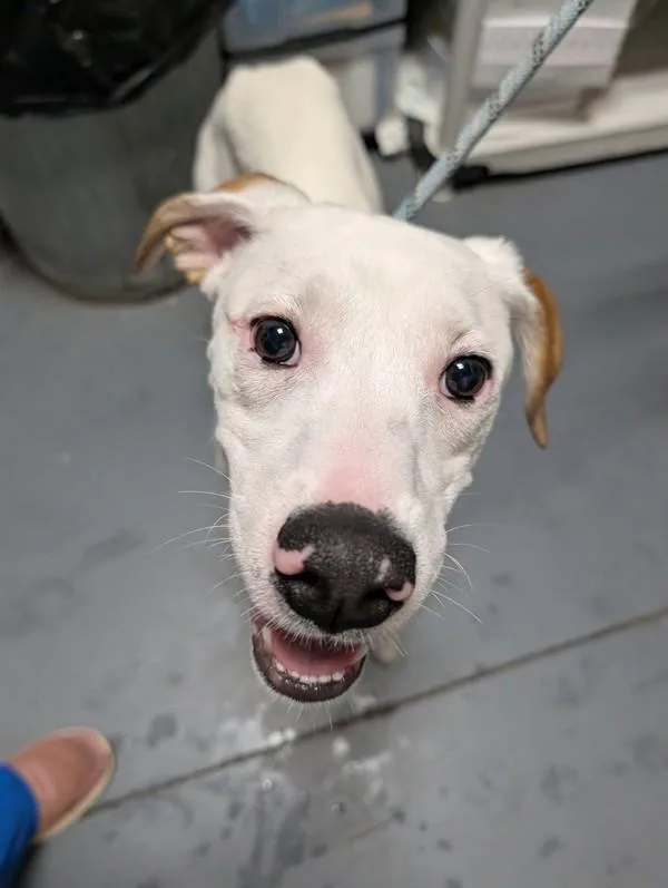 An adult medium-sized male Hound dog named Jericho for adoption in Dallas, GA