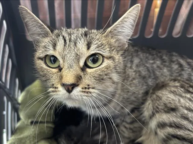 An adult large-sized female Domestic Short Hair cat named Chiqui for adoption in San Pedro, CA
