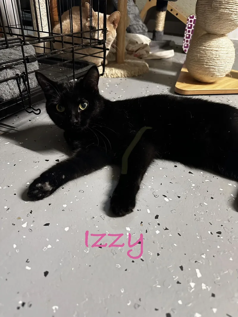 A baby medium-sized female Black Domestic Short Hair cat named Izzy for adoption in North East, MD