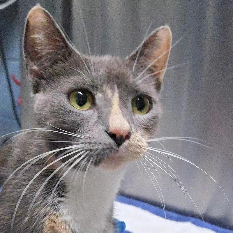 An adult medium-sized female Domestic Short Hair cat named Spooky Season for adoption in Providence, RI