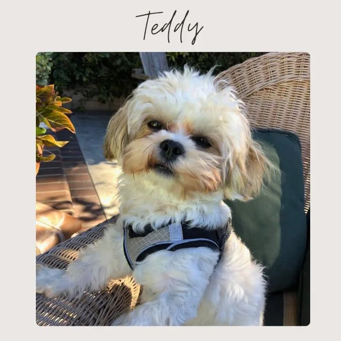 An adult small-sized male Yellow / Tan / Blond / Fawn Havanese dog named Teddy for adoption in San Juan Capistrano, CA