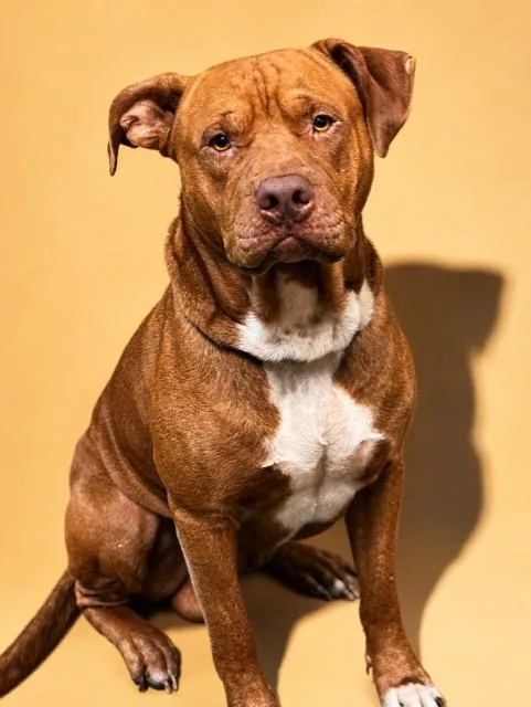An adult medium-sized male Mixed Breed dog named Graham Cracker for adoption in Jacksonville, FL