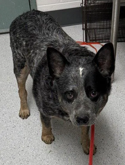 An adult medium-sized male Australian Cattle Dog / Blue Heeler dog named Buddy for adoption in Oakland, CA