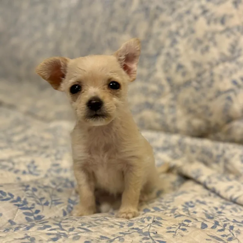 Dolly